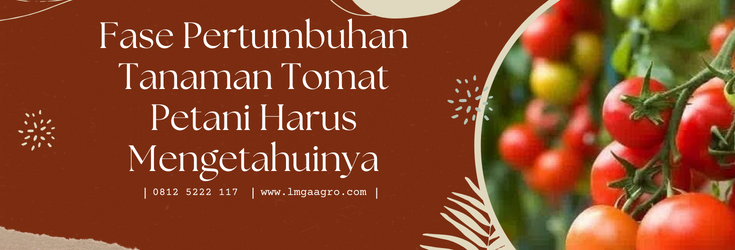 Budidaya tomat, cara menanam tomat, fase pertumbuhan tanaman tomat, tanam tomat, tanaman tomat, LMGA AGRO