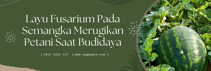 Budidaya semangka, semangka merah, pohon semangka kecil, layu fusarium pada semangka, lmga agro