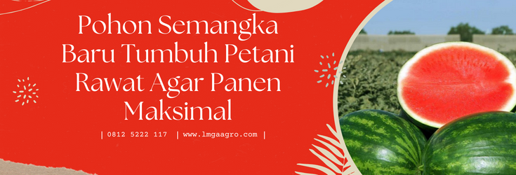 Pohon semangka baru tumbuh, budidaya semangka, cara menanam semangka, budidaya semangka inul, umur panen semangka, lmga agro