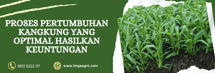 Cara menanam kangkung, kangkung hidroponik, bibit kangkung, budidaya kangkung, proses pertumbuhan kangkung, Lmga Agro