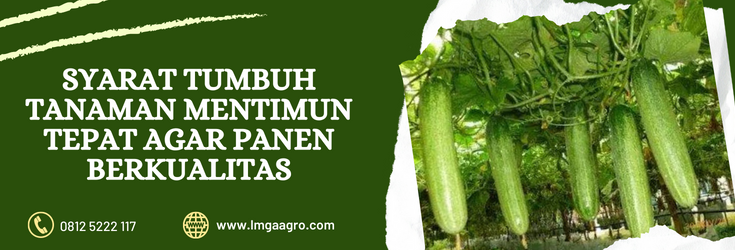 Budidaya mentimun, budidaya timun, syarat tumbuh tanaman timun, klasifikasi timun, tanaman mentimun, lmga agro