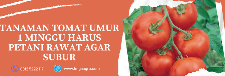 Budidaya tomat, pohon tomat, klasifikasi tomat, tanaman tomat umur 1 minggu, masa panen tomat, lmga agro