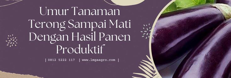 budidaya terong ungu, budidaya terong, cara menanam terong, tanaman terong ungu, cara menanam terong ungu, lmga agro