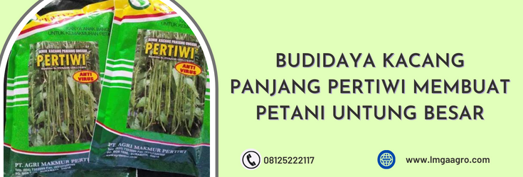 budidaya tanaman kacang panjang, panen kacang panjang, benih kacang panjang pertiwi, cara budidaya kacang panjang, budidaya kacang panjang secara organik, teknik budidaya kacang panjang