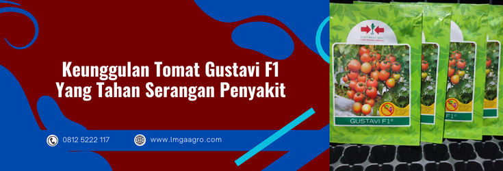 tomat gustavi f1, tomat gustavi f1 panah merah, benih tomat gustavi, bibit tomat gustavi, harga benih tomat gustavi, budidaya tomat gustavi