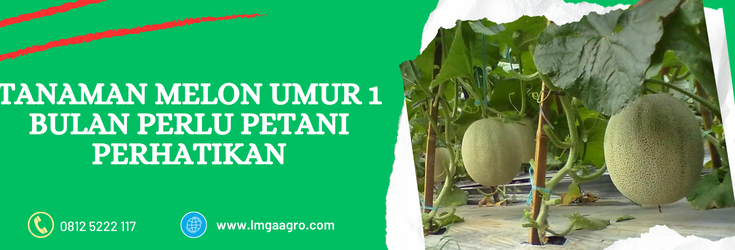 umur panen melon, jarak tanaman melon, tanaman melon masih kecil, melon umur 1 bulan, pohon melon baru tumbuh