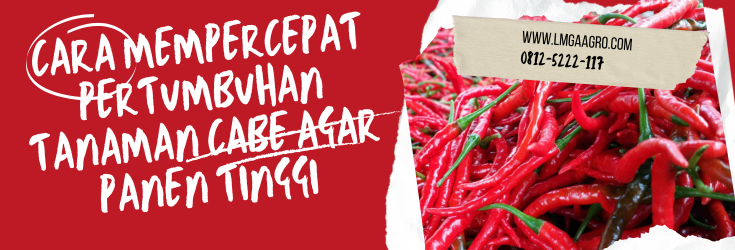 cara mempercepat pertumbuhan tanaman cabe, tanam cabai, harga cabe, bibit cabe, tanaman cabai, bibit unggul, lmga agro