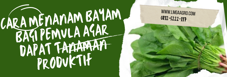 Manfaat sayur bayam, budidaya bayam, cara menanam bayam bagi pemula, bayam merah, fungsi bayam, Lmga Agro