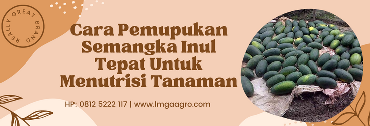 Cara menanam semangka, budidaya semangka, umur panen semangka, masa panen semangka, cara pemupukan semangka inul, LMGA AGRO