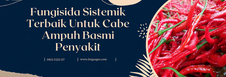 Tanam cabe, budidaya cabe, fungisida sistemik terbaik untuk cabe, penyakit cabe, penyakit cabai, lmga agro
