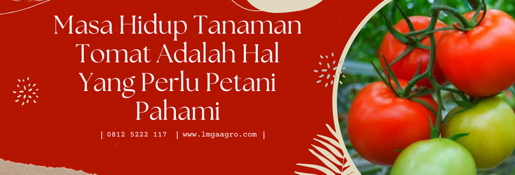 Budidaya tomat, cara menanam tomat, masa pertumbuhan tanaman tomat, tanam tomat, tanaman tomat, LMGA AGRO