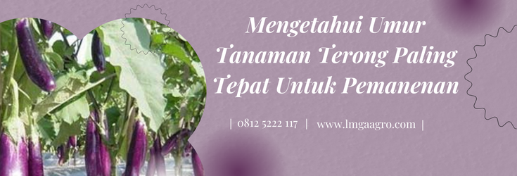 Pohon terong, cara menanam terong, budidaya terong ungu, umur tanaman terong, harga benih terong, LMGA AGRO