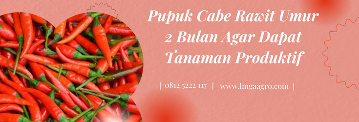 pupuk cabe rawit umur 2 bulan, budidaya cabe, budidaya cabe rawit, cara menanam cabe, tanam cabe rawit, lmga agro