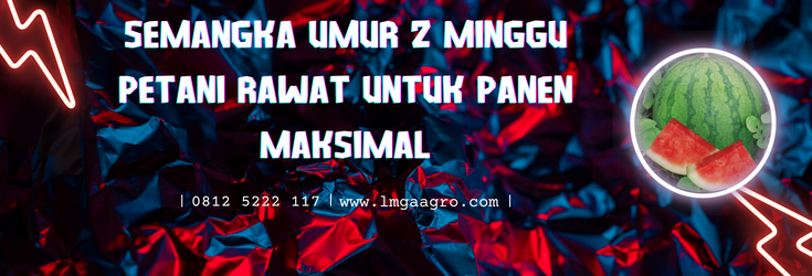 Jenis jenis semangka, pohon semangka kuning, pohon semangka inul, cara membuat buah semangka besar, semangka umur 2 minggu, Lmga Agro