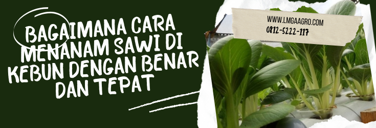 Budidaya sawi, cara tanam sawi, cara menanam sawi di kebun, sayur sawi, panen sawi, Lmga Agro