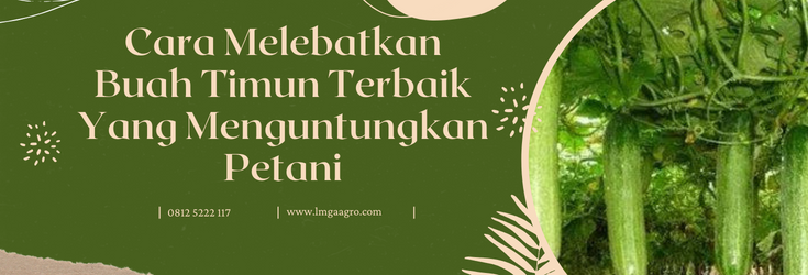 Jenis mentimun, tanaman timun, pohon timun, cara melebatkan buah timun, timun sayur, LMGA AGRO