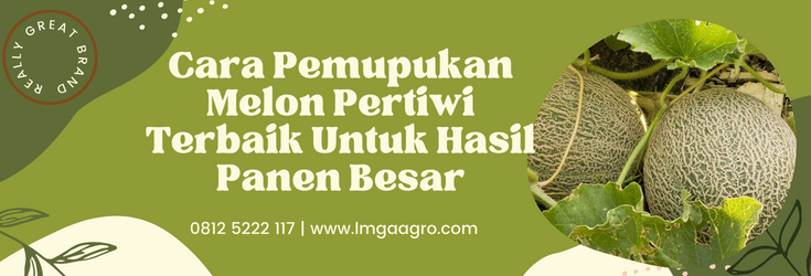 Tanam melon, cara pemupukan melon pertiwi, jenis jenis melon, budidaya melon, cara menanam melon, lmga agro