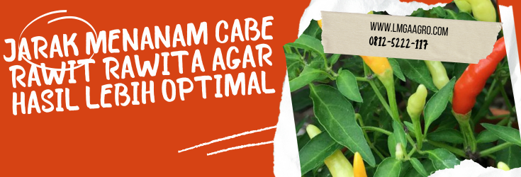 jarak menanam cabe rawit, tanam cabai, harga cabe, bibit cabe, tanaman cabai, bibit unggul, lmga agro