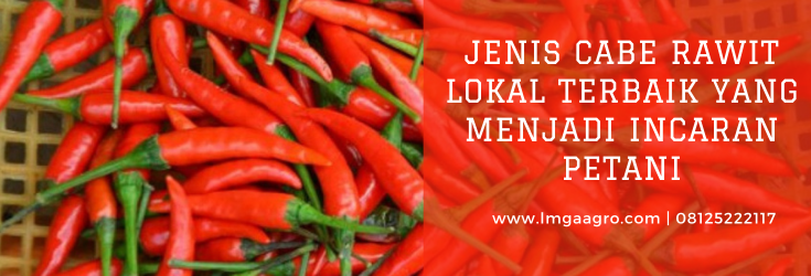 Jenis cabe rawit, jenis cabe rawit lokal, budidaya cabe, tanam cabe, budidaya cabe rawit, LMGA AGRO