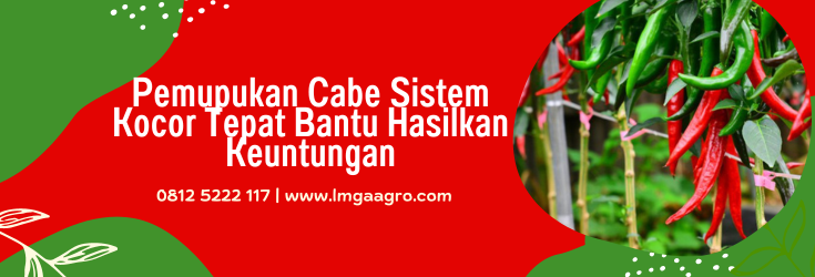 Budidaya cabe, budidaya cabai, pemupukan cabe sistem kocor, pertanian cabe, lmga agro