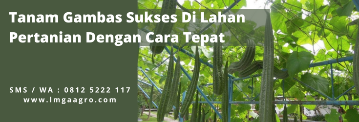 sayur gambas, gambas oyong, tanam gambas sukses, jenis gambas, jarak tanam oyong, LMGA AGRO