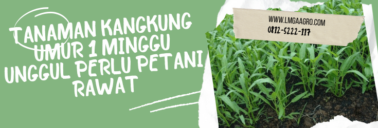 Budidaya kangkung, tanaman kangkung umur 1 minggu, kandungan kangkung, kangkung air, kangkung sawah, Lmga Agro