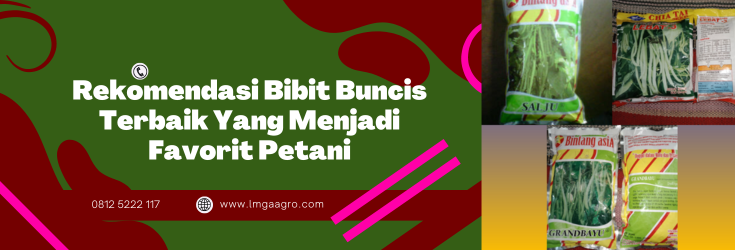 cara menanam buncis, pohoh buncis, biji buncis, bibit buncis yang bagus, bibit buncis unggul, benih buncis