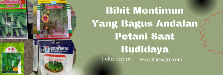 bibit mentimun, benih mentimun, mentimun, khasiat mentimun, budidaya mentimun