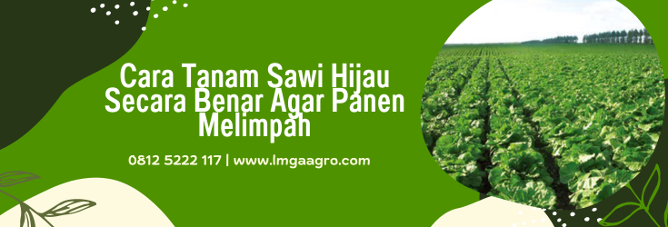 cara tanam sawi, cara menanam sawi, cara menanam sawi hijau di sawah, cara menanam sayuran sawi, cara menanam sawi di kebun