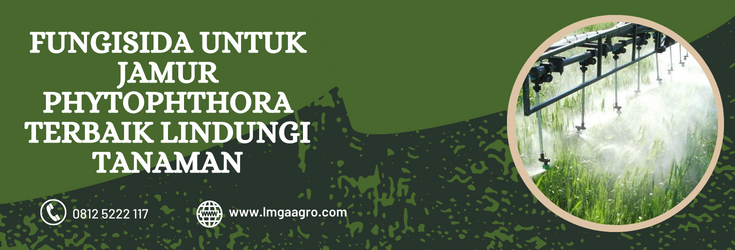 Fungisida untuk jamur phytophthora, budidaya tanaman, tanaman pangan,jamur, benih, LMGA AGRO