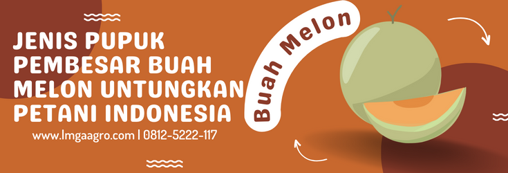Tanam melon, jenis pupuk pembesar buah, jenis jenis melon, budidaya melon, cara menanam melon, lmga agro