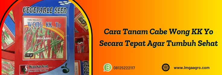 cara tanam cabe, tanam cabe, cara menanam cabe keriting, cara menanam cabe keriting di sawah, cabe wong kk yo
