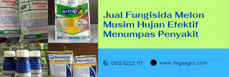 fungisida musim hujan, fungisida yang bagus saat musim hujan, fungisida tahan hujan, tanaman melon umur 1 bulan, daun melon kecil
