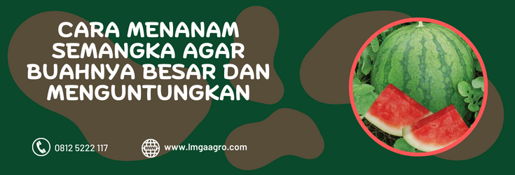Cara menanam semangka agar buahnya besar, budidaya semangka, cara menanam semangka, budidaya semangka inul, umur panen semangka, lmga agro