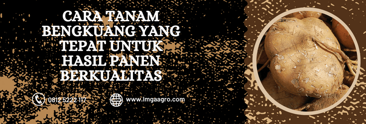 Manfaat bengkuang, khasiat bengkoang, manfaat buah bengkoang, manfaat makan bengkoang, cara tanam bengkuang.