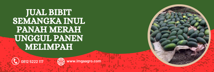Bibit semangka inul panah merah, budidaya semangka, cara menanam semangka, budidaya semangka inul, umur panen semangka, lmga agro