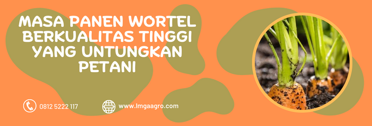 masa panen wortel, cara budidaya wortel, cara menanam wortel, panen wortel, khasiat wortel, LMGA AGRO