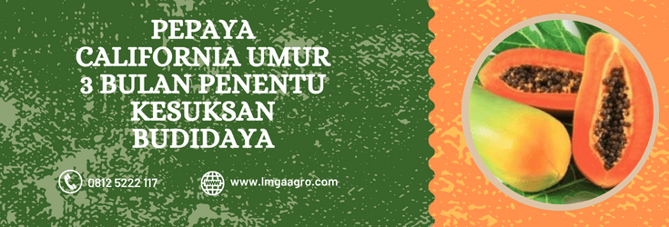 Budidaya pepaya, pepaya california umur 3 bulan, kandungan pepaya, buah pepaya, buah kates
