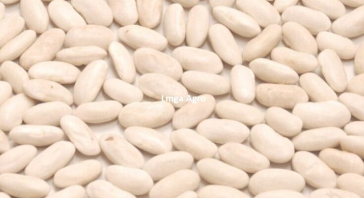 Ucet, Harga Murah, Toko, Toko Tani, Toko Pertanian, Toko Pertanian Terdekat, Lmga Agro