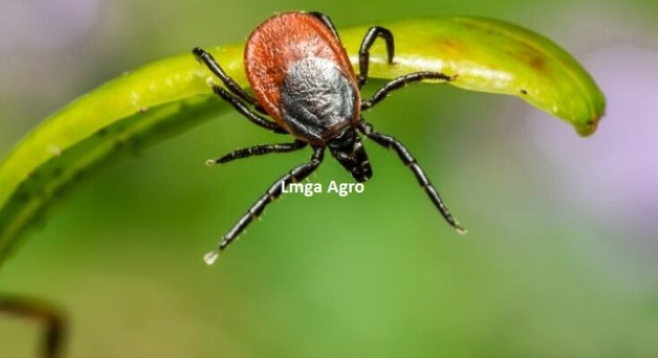 Pestisida, Akarisida, Akarisida Adalah, Pestisida Adalah, Tungau, Tungau Merah, Hama, Lmga Agro, Toko Pertanian