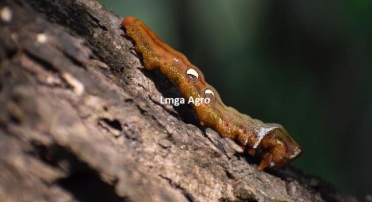 Ulat, Pestisida, Apa itu Pestisida, Pestisida Organik, Pestisida Kimia, Lmga Agro, Toko Pertanian, Toko Tani, Toko Pertanian Terdekat