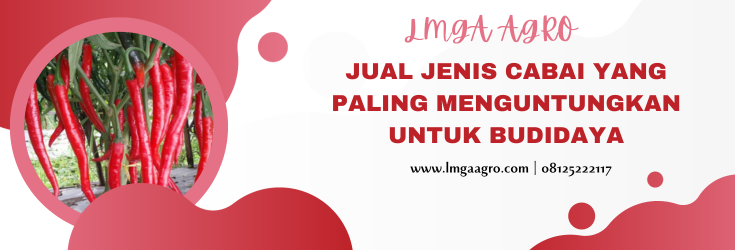 Budidaya cabe, cabe rawit, cabe keriting, cabe merah, jenis cabe yang paling menguntungkan, LMGA AGRO