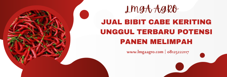 Cabai, cabe, tanaman cabe, tanam cabai, cabe keriting