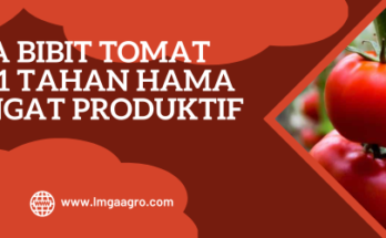 Budidaya tomat, cara menanam tomat, harga bibit tomat servo f1, tanam tomat, tanaman tomat, LMGA AGRO
