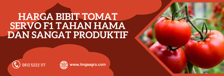 Budidaya tomat, cara menanam tomat, harga bibit tomat servo f1, tanam tomat, tanaman tomat, LMGA AGRO