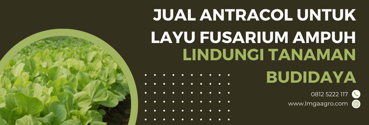 Layu fusarium, fusarium, budidaya tanaman, budidaya sayur, antracol untuk layu fusarium, lmga agro