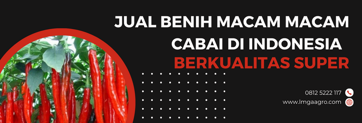 Tanam cabe, tanam cabai, cara menanam cabe, macam macam cabai di indonesia, tanaman cabai, lmga agro
