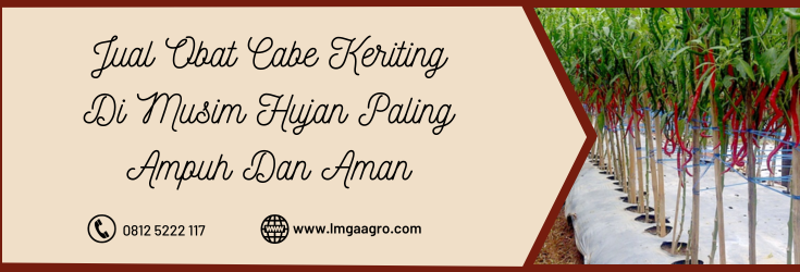 Budidaya cabe, obat cabe keriting di musim hujan, tanaman cabe, hama cabe, hama cabai, LMGA AGRO