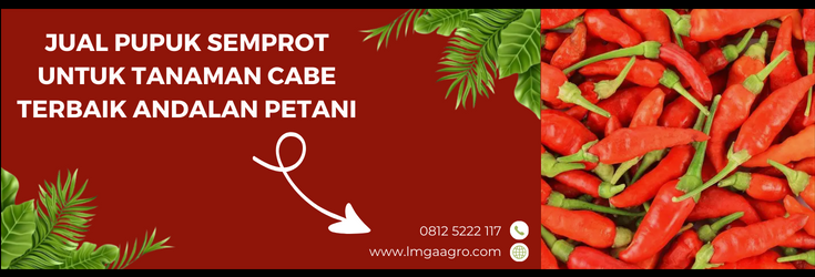 Budidaya cabe, cara menanam cabe, tanaman cabe, pupuk semprot untuk tanaman cabe, tanam cabe rawit, LMGA AGRO