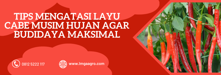 Budidaya cabe, mengatasi layu cabe musim hujan, tanaman cabe, layu fusarium, obat layu bakteri, LMGA AGRO